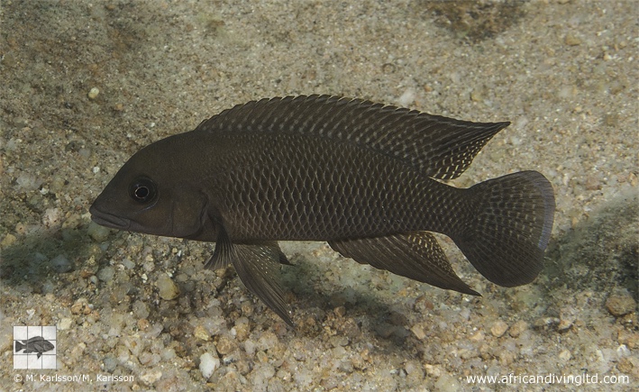 Neolamprologus cf. modestus 'Mtosi Bay'